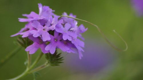 Close-up of purple flowers