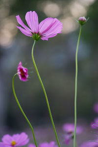 Close-up of pink flowers growing outdoors