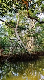 Low angle view of trees in water