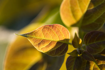 Close-up of plant leaves during autumn