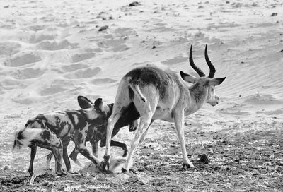 African hunting dog attack an antelope