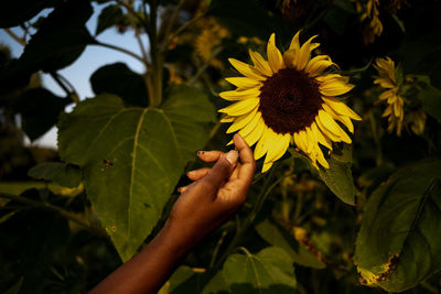 Close-up of hand on yellow flowering plant