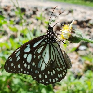 Close-up of butterfly pollinating on flower