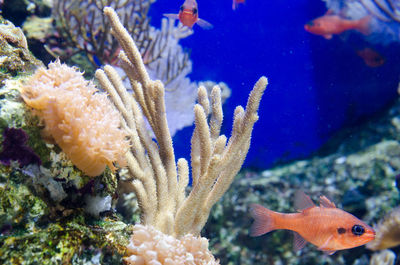 Close-up of fish swimming in sea