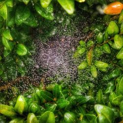 Close-up of fresh green tree