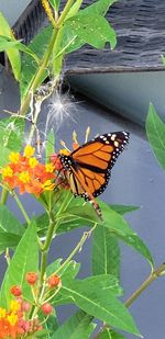 Close-up of butterfly pollinating on flower