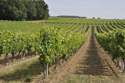 agriculture