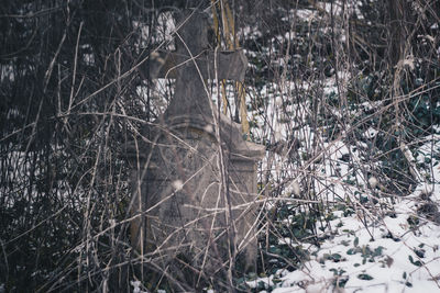 Close-up of bare tree in snow