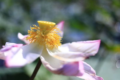 Close-up of pink flowering plant