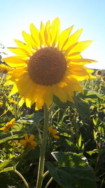 Close-up of sunflower blooming in field