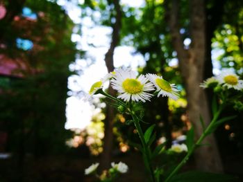 Close-up of white flower blooming on tree