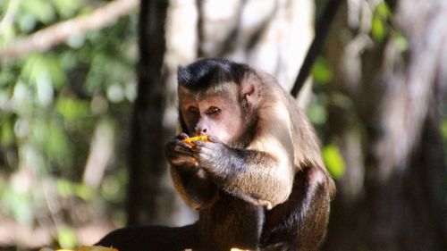 Close-up of monkey eating tree
