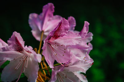 Close-up of raindrops on pink flowering plant