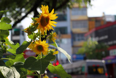 Close-up of yellow flowers in city