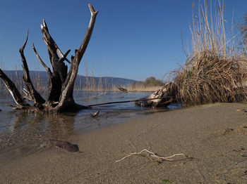 Driftwood on beach against clear sky