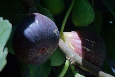 Close-up of plant