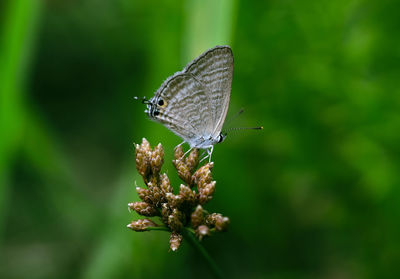 Close-up of butterfly pollinating on flower