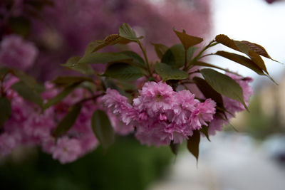 Close-up of pink cherry blossoms