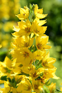 Close-up of yellow flowering plant