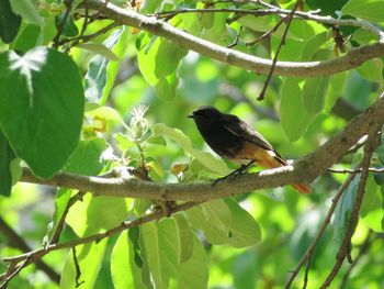 Bird perching on a tree