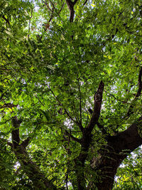 Low angle view of trees in forest