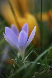 Close-up of purple flowers