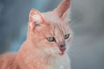 Close-up of a cat