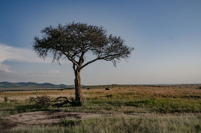 Tree on field against sky
