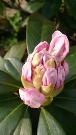 Close-up of pink flowers