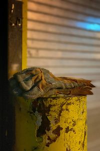Close-up of a lizard