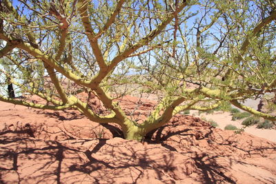 Trees growing against sky