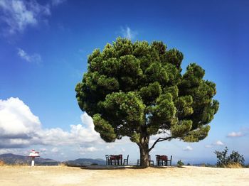 Trees on beach against blue sky