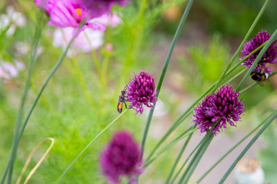 Close-up of butterfly pollinating on purple flower