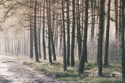 Pine trees in forest