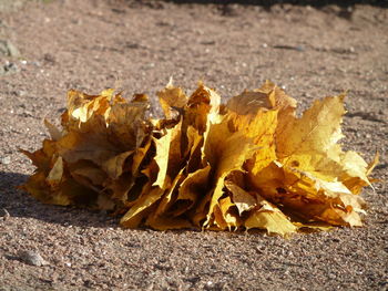 Close-up of dry leaves on ground