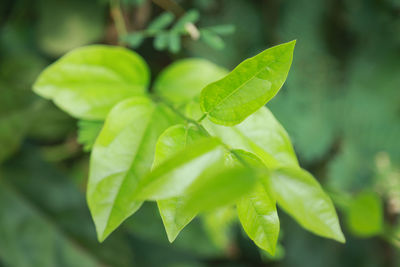 Close-up of green leaves