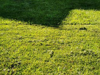 High angle view of grass on field