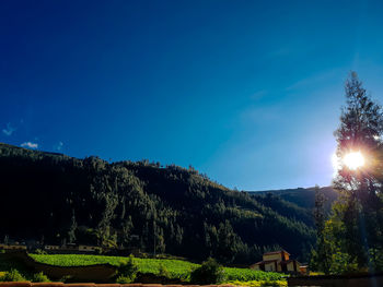 Trees on field against blue sky