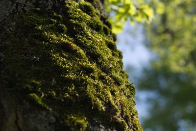 Close-up of moss covered tree trunk