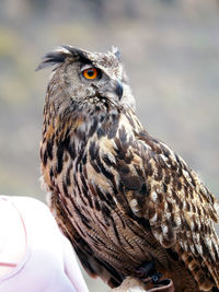 Close-up of owl perching outdoors