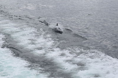 High angle view of horse in sea