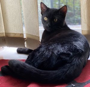 Portrait of black cat sitting at home