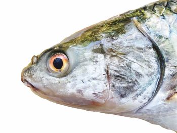 Close-up of fish against white background