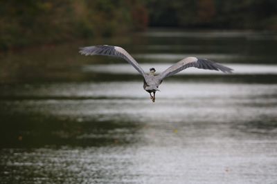 Rear view of bird flying over lake