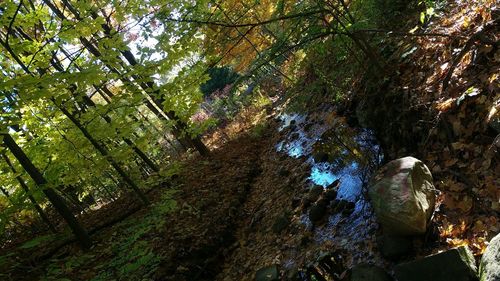 Trees in forest