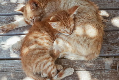 Close-up of ginger cat relaxing on wood