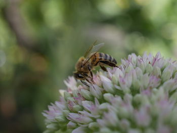 Close-up of insect on flower