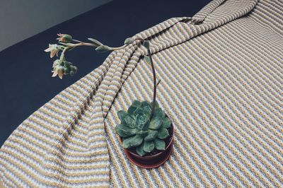 High angle view of potted succulent plant on table