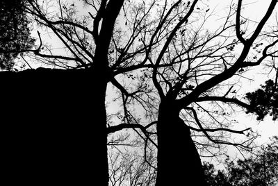 Low angle view of bare trees against sky