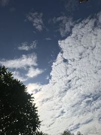 Low angle view of trees against sky